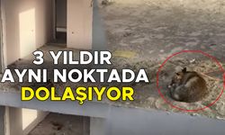 KOÇYAZI MAHALLESİ’NDE TİLKİNİN YENİ YUVASI BİNA İNŞAATI OLDU