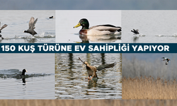 EFTENİ KUŞ CENNETİ GÖLÜ GÖÇ YOLUNDAKİ MİSAFİRLERİNİ AĞIRLIYOR