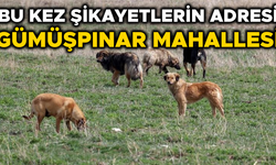SÜRÜ HALİNDE DOLAŞAN SOKAK KÖPEKLERİ KORKU SALIYOR