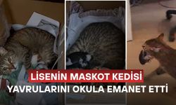 "YAŞADIĞIMIZ BU ZOR GÜNLERDE İÇİMİZE AZ DA OLSA BİR UMUT IŞIĞI SERPİLDİ"