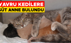 DEREYE DÜŞEN YAVRU KEDİLER EMİN ELLERDE