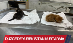 İKİ KEDİ YAVRUSU HAYATA TUTUNDU