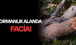 KAYNAŞLI’DA KESTİĞİ AĞACIN ALTINDA KALAN KİŞİ AĞIR YARALANDI