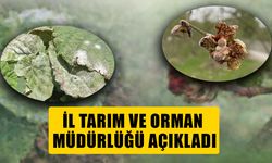 FINDIKTA KOZALAK AKARI VE KÜLLEME HASTALIĞINA KARŞI MÜCADELE BAŞLIYOR