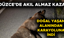 OTOMOBİLİN ÇARPTIĞI AYI TELEF OLDU