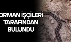KAFKAS BURUNLU ENGEREK YILANI KAMERADA