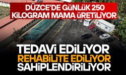 DÜZCE BELEDİYESİ’NDEN SAHİPSİZ HAYVANLARA TAM DESTEK