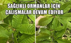 KESTANE GAL ARISI İLE MÜCADELE SÜRÜYOR