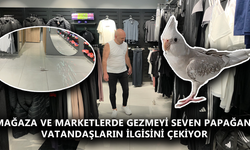 DÜZCE’DE PAPAĞANIN ALIŞVERİŞ KEYFİ