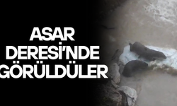 SUDA OYNAYAN SU SAMURLARI İLGİ ODAĞI OLDU