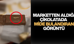 CANLI KURTLARI GÖRÜNCE NE YAPACAĞINI ŞAŞIRDI