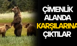ANNE AYI VE YAVRULARI KAMERADA