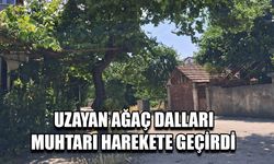 DUYARSIZ AĞAÇ SAHİPLERİNE EMPATİ İLE SESLENDİ