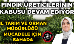 FINDIKTA BÜYÜK VERİM KAYBINA YOL AÇIYOR