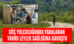 YAVRU LEYLEK SAĞLIĞINA KAVUŞTU