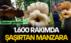 DÜZCE’DE DEV MANTARLA FOTOĞRAF ÇEKME YARIŞI