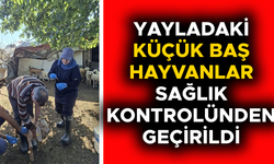 YENİ DOĞAN YAVRULARA KÜPELERİ TAKILDI