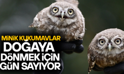 DÜZCE’DE YUVADAN DÜŞEN KUKUMAVLARA ŞEFKAT ELİ