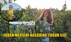 YABAN MERSİNİ TARLASI DOĞAL FOTOĞRAF PLATOSU OLDU