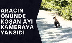 YOL BOYUNCA KOŞAN AYI ORMANA GİRDİ