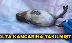 TEDAVİ EDİLİP DOĞAYA SALINDI