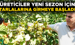 DÜZCE’DE YEŞİL ALTIN HASADI BAŞLADI
