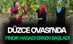 DÜZCELİ KADINLARDAN İMECE USULÜ FINDIK MESAİSİ