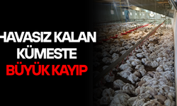 4 BİN TAVUK TELEF OLDU