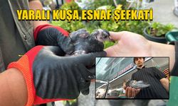 KUŞ TEDAVİSİ İÇİN MERKEZE GÖTÜRÜLDÜ