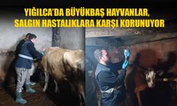 HAYVAN SAĞLIĞI PERSONELLERİ AŞILAMA GERÇEKLEŞTİRDİ