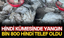 BİN 800 HİNDİ TELEF OLDU