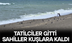 SAHİLLERDE GÜVERCİN VE MARTI YOĞUNLUĞU BAŞLADI