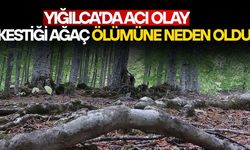 DÜZCE’DE ÜZERİNE AĞAÇ DEVRİLEN ŞAHIS HAYATINI KAYBETTİ
