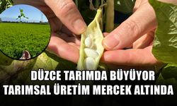 TARIMSAL ÜRETİM MERCEK ALTINDA