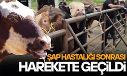 DÜZCE HAYVAN PAZARI TEDBİR AMAÇLI KAPANDI