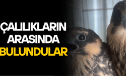 DÜZCE’DE ANNESİZ KALAN DOĞAN YAVRULARI UZMAN ELLERDE HAYATA TUTUNDU