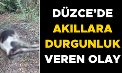 BAHÇESİNE GİREN İNEĞİ TÜFEKLE VURARAK TELEF ETTİ