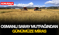 DÜZCE'DE TESCİLLİ KONURALP PİRİNCİNİN HASADI BAŞLADI