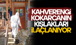 KAHVERENGİ KOKARCAYA KARŞI KIŞ SEFERBERLİĞİ!