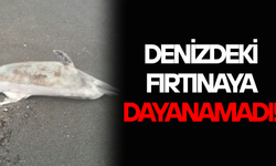 AKÇAKOCA’DA ÖLÜ YUNUS KIYIYA VURDU