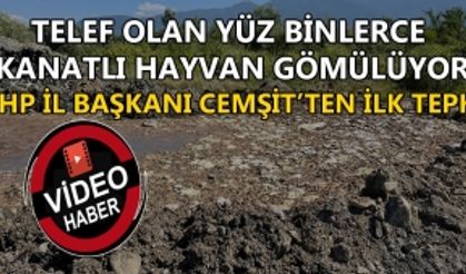 TELEF OLAN YÜZ BİNLERCE KANATLI HAYVAN GÖMÜLÜYOR