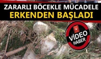 ZARARLI BÖCEKLE MÜCADELE ERKENDEN BAŞLADI: AĞAÇLARI HASTA EDEREK KURUTUYOR