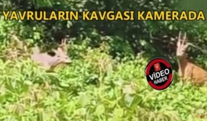 YAVRULARIN KAVGASI KAMERADA: TARLADAN DÖNERKEN KAYDETTİ