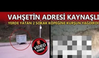 YERDE YATAN 2 SOKAK KÖPEĞİNE KURŞUN YAĞDIRDI