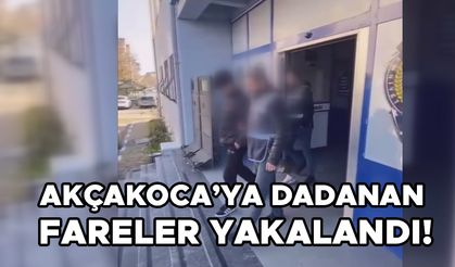 AKÇAKOCA’YA DADANAN FARELER YAKALANDI!