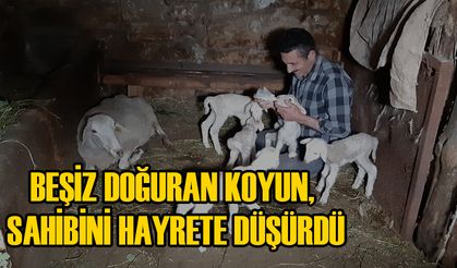 BEŞİZ DOĞURAN KOYUN, SAHİBİNİ HAYRETE DÜŞÜRDÜ