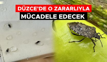 300 BİN SAMURAY ARISI HAZIR