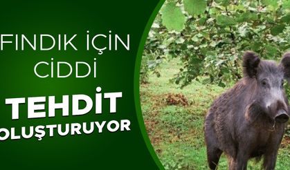 DÜZCE’DE SÜREK AVI BAŞLIYOR