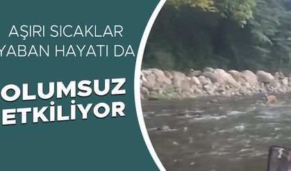 SICAKTAN BUNALAN KARACA SERİNLEMEK İÇİN GİRDİĞİ DEREDE GÖRÜNTÜLENDİ