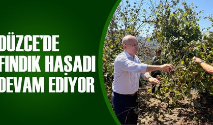 KAYMAKAM PİŞKİN FINDIK TOPLADI